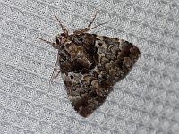 False Underwing Moth
